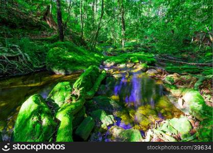 beautiful tropical rainforest waterfall in deep forest, Phu Kradueng National Park, Thailand