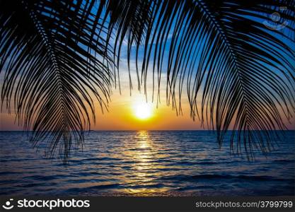 Beautiful tropical sunset with palm trees.Tropical beach. palms on the ocean beach