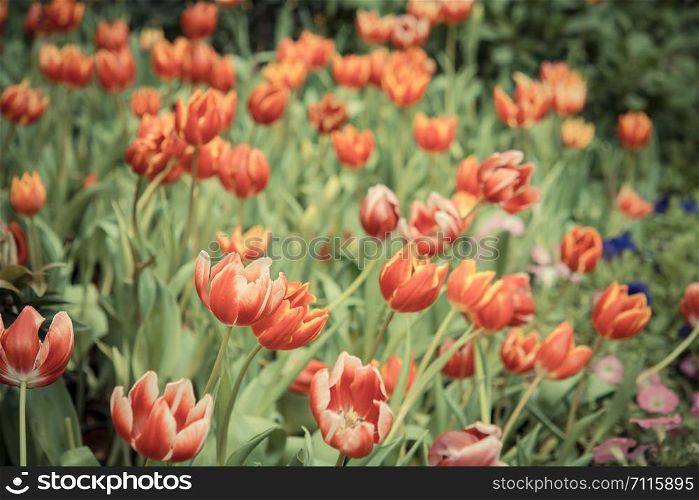 beautiful Tulip fields