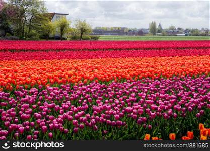 Beautiful tulip fields in Holland during the springtime.. Beautiful tulip fields in Holland during the springtime