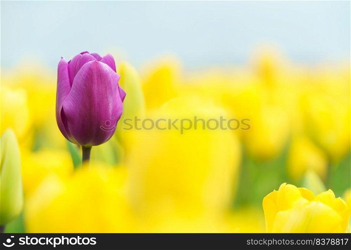 Beautiful tulip macro with a red bulbfield in the background in spring in Holland. Aerial view of bulb-fields in springtime