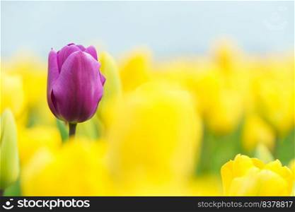 Beautiful tulip macro with a red bulbfield in the background in spring in Holland. Aerial view of bulb-fields in springtime