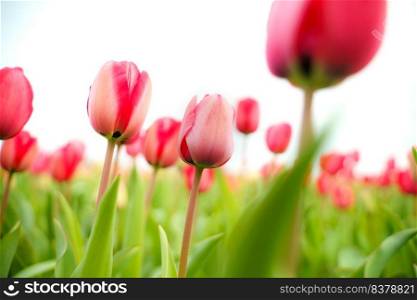 Beautiful tulip macro with a red bulbfield in the background in spring in Holland. Flowers in a flower field in Holland