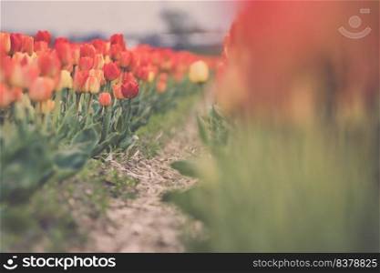 Beautiful tulip macro with a red bulbfield in the background in spring in Holland. Flowers bulb fields in the Dutch landscape. The most famous export product in the Netherlands 