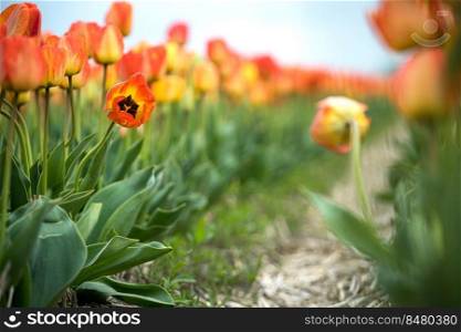 Beautiful tulip macro with a red bulbfield in the background in spring in Holland. Famous Dutch bulb fields with millions of tulips in Holland