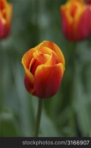 Beautiful tulip taken at the keukenhof, Holland