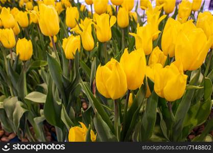 Beautiful tulip yellow flowers inside the garden. Select focus.