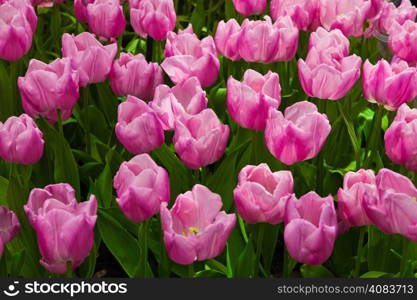 beautiful tulips