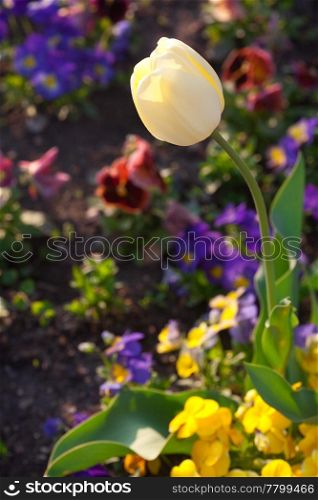 beautiful tulips and pansies in the park