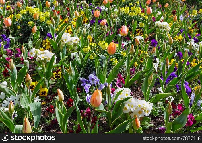 Beautiful tulips and Viola tricolor flowers in the spring time. Nature many-colored background.