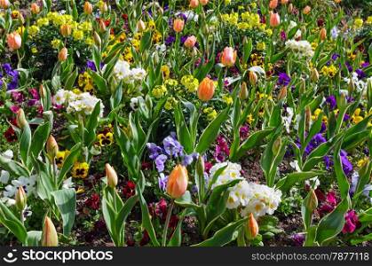 Beautiful tulips and Viola tricolor flowers in the spring time. Nature many-colored background.