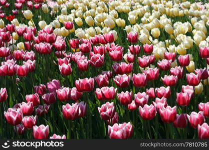 beautiful tulips background