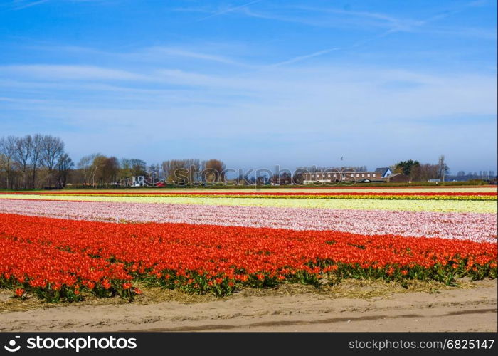 Beautiful tulips field. Beautiful flower background.