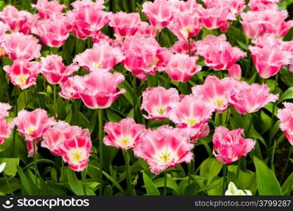 beautiful tulips field. Beautiful spring flowers. background of flowers