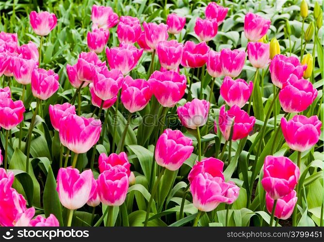 beautiful tulips field. Beautiful spring flowers. background of flowers