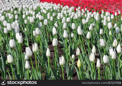 Beautiful tulips field in spring time