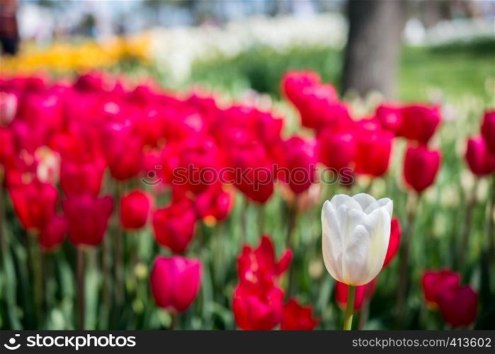 Beautiful tulips flower for postcard beauty concept design