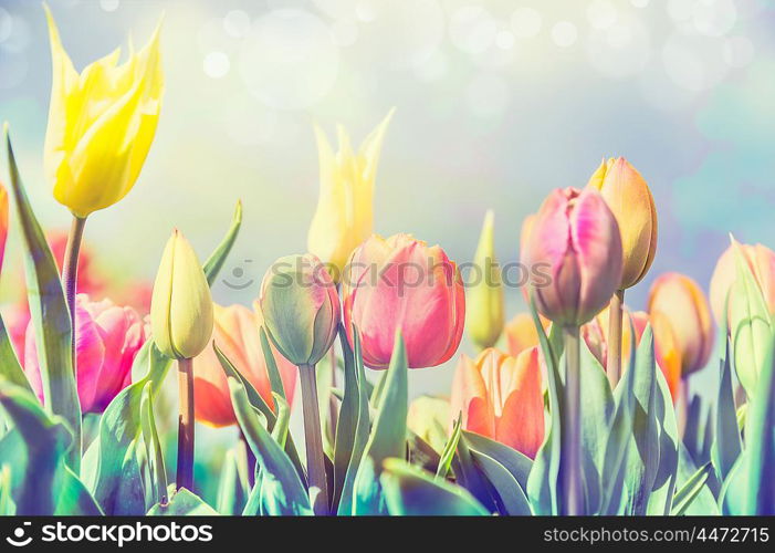 Beautiful tulips flowers bed in park or garden, pastel pale toned