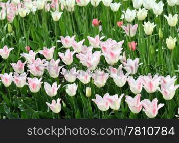 Beautiful tulips glowing in sunlight