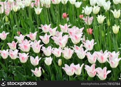 Beautiful tulips glowing in sunlight