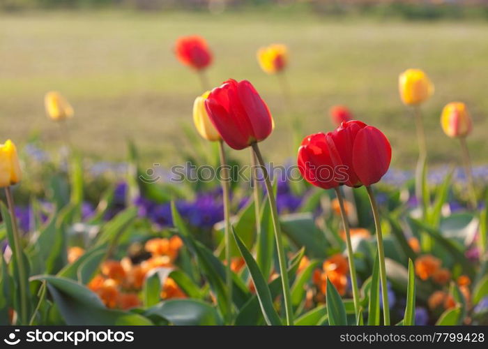 beautiful tulips in city park