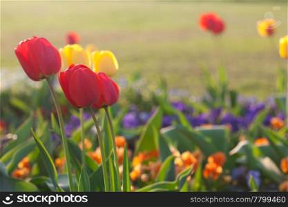 beautiful tulips in city park