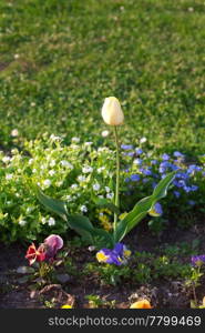 beautiful tulips in city park