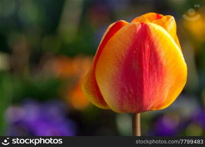 beautiful tulips in city park