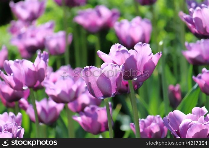 beautiful tulips in spring park