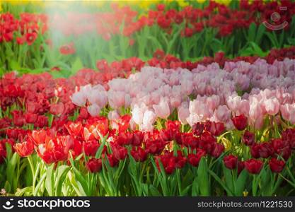 Beautiful tulips in the blooming scene, blooming flower festival in Chiang Rai, Thailand