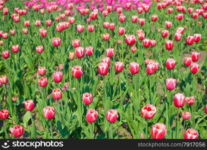Beautiful tulips in the botanical garden