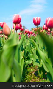 Beautiful tulips in the garden, springtime