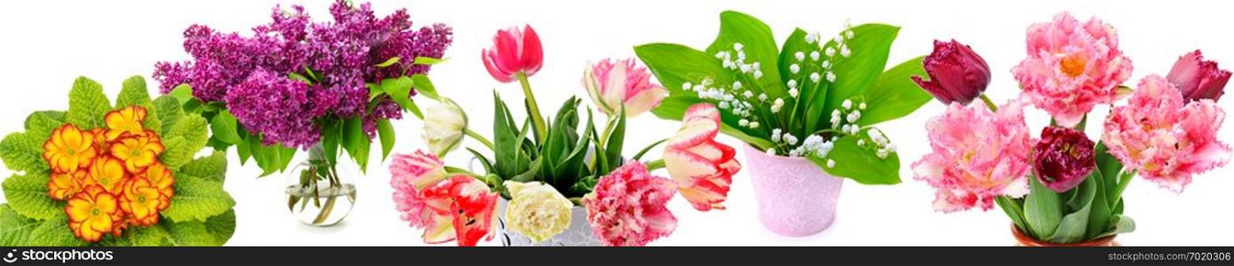 Beautiful tulips, lilies of the valley, lilac and primroses isolated on white background. Beautiful tulips, lilies of the valley, lilac and primroses isolated on white background. Flowers for the spring holidays. Panoramic collage. Wide image.