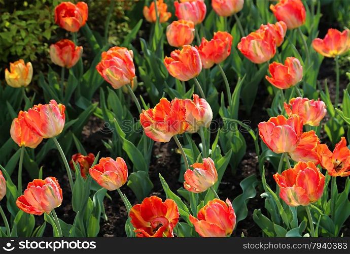 Beautiful tulips lit by the sun