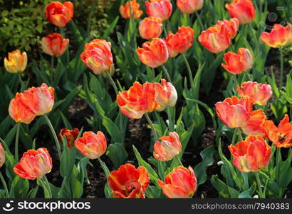 Beautiful tulips lit by the sun