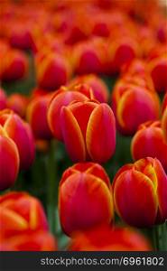 Beautiful tulips, spring colorful vivid theme