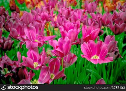 beautiful tulips.spring flowers