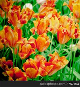 beautiful tulips.spring flowers