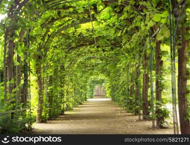 Beautiful tunnel made of green trees