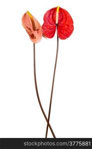 Beautiful two anthurium on a white background
