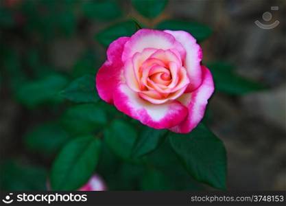 beautiful twocolored flower rose. outdoor shot