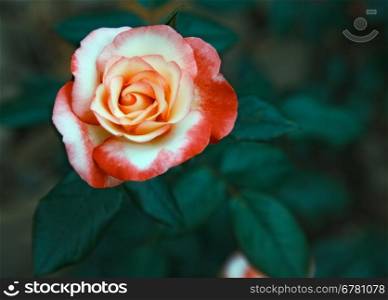 beautiful twocolored flower rose. outdoor shot