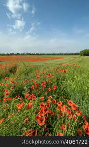 Beautiful ukrainian countryside spring landscape with wheat field and red poppy flowers, Ukraine, sunny day, blue sky with clouds.