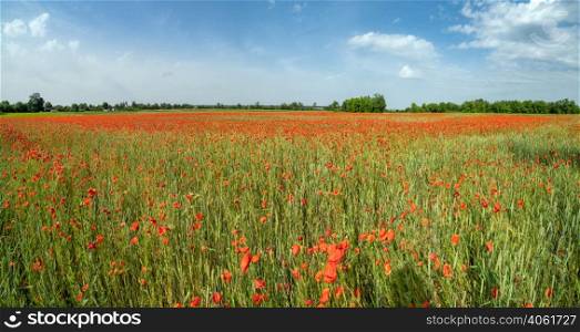 Beautiful ukrainian countryside spring landscape with wheat field and red poppy flowers, Ukraine, sunny day, blue sky with clouds.