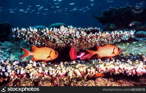 Beautiful underwater background, cute colorful fishes near coral garden, exotic marine life, diving in the Indian ocean, summer tourism concept