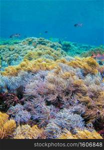 Beautiful underwater colourful stand of soft coral Spaghetti Finger Leather Coral  Sinularia flexibilis  in the marine park of Raja Ampat, West Papua 