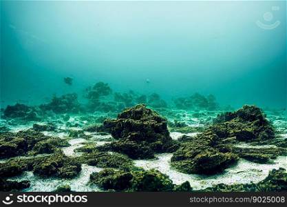Beautiful underwater corals at ocean, calm clear water at deep ocean