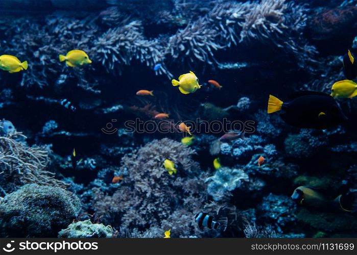 Beautiful underwater world. Sea world with fish and its inhabitants