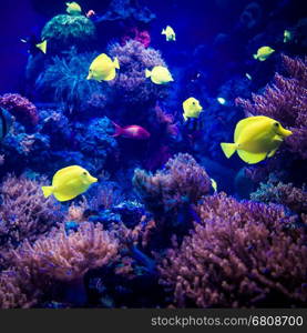 beautiful underwater world. underwater world