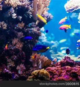 beautiful underwater world with corals and tropical fish